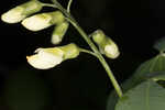 Apalachicola wild indigo